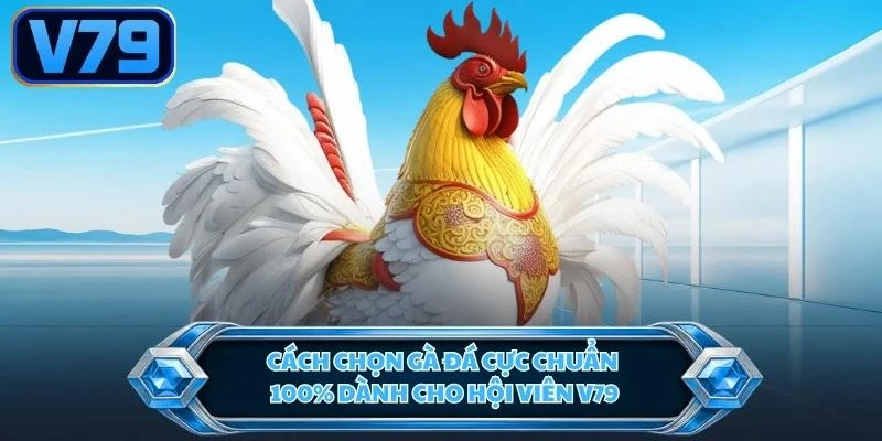 Cách Chọn Gà Đá Cực Chuẩn 100% Dành Cho Hội Viên V79