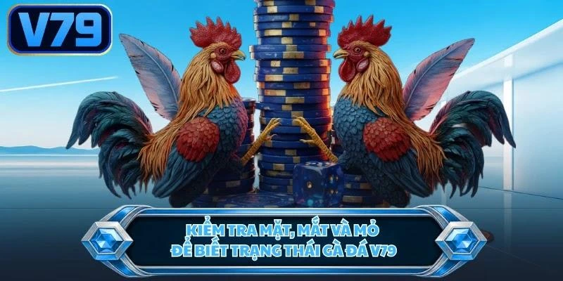 kiem-tra-mat-mat-va-mo-de-biet-trang-thai-ga-da-v79 Kiểm tra mặt, mắt và mỏ để biết trạng thái gà đá V79