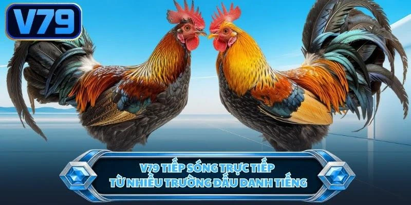 V79 tiếp sóng trực tiếp từ nhiều trường đấu danh tiếng