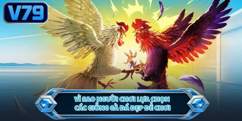 vi-sao-nguoi-choi-lua-chon-cac-giong-ga-da-dep-de-choi Vì sao người chơi lựa chọn các giống gà đá đẹp để chơi?
